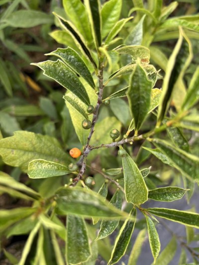 南投分署提供臺灣天仙果(南投分署提供)